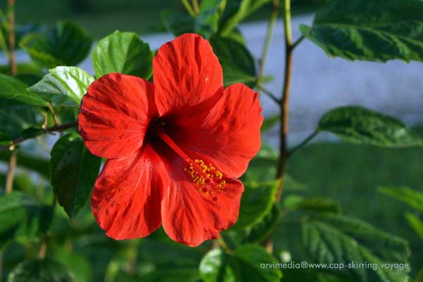 hibiscus